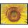 Fußmatte Schuhablage - Sonnenblume - Sunflower 45x60 cm