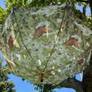 Regenschirm - Stockschirm - Schmetterlinge Blumenwiese...
