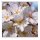 Outdoor Textilposter Apfelblüten Annecy Poster aus Stoff ca 95 x 95 cm