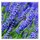 Outdoor Textilposter Lavendula Lavendel Poster aus Stoff ca 95 x 95 cm