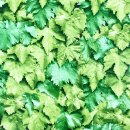 Klebefolie Möbelfolie Dekorfolie Blätter grün 90 cm x 200 cm