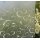 Statische Fensterfolie Vitrostatic Scroll Flower Dekorfolie - Ranken 0.67 x 15 m