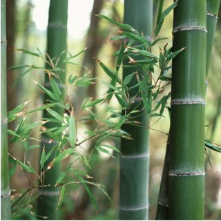 Statische Fensterfolie JOY static Dekorfolie Bamboo Bambus Meterware 45 cm 